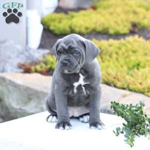 Dixie, Cane Corso Puppy
